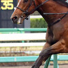 【ＮＨＫマイルＣ】ジョーストリクトリ、キタサンブラックに続け！武豊＆清水久厩舎Ｇ１連勝だ