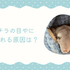 チンチラの目やにの原因は？歯の病気や細菌感染の可能性も