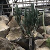 植物園の花。ダイウンカクは大きい、カランコエは花が咲いていた。