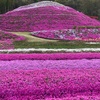 芝桜富士が見頃❣️