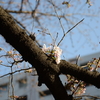 2018年3月17日東京都心で桜の開花宣言、江戸川橋の神田川桜並木で早速お花見と撮影してきた