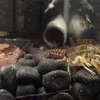 Procambarus pygmaeus（パイギマヌス） 抱卵？
