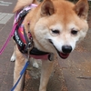 まだまだあるGW②、だよ