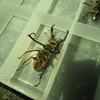 7月のカブトムシ、クワガタ採集事情。猛暑と乾燥が影響を与える！