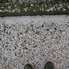 ワシントン靴桜「散始め」