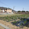 チューリップ🌷除草と防草シート張り