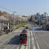 飛鳥山公園の桜を「EOS Kiss M+EF-M22mm」で撮影。桜が満開でした。4/1頃までが見頃の模様