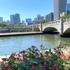 水の都の薔薇🌹大阪中之島バラ園その２