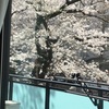 花見はリビングで