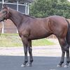 シルクなお馬さん（１歳・関西牡馬）