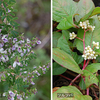 八丈が 終の住処か 野紺菊。