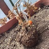 【プランター栽培】ハダニのせいでミニトマトが枯れてしまいました・・・・（やさお酢をかけても枯れました）
