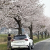 だれもいない桜並木と万博の日。
