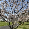 アーモンドの花と桜