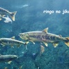 【帰省記】サケのふるさと 千歳水族館へ。川の中のリアル鮭を見てきました！！