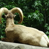 三浦半島への旅 03 金沢動物園