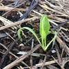 家庭菜園の畑に畝を立て、レタス、ホウレンソウ等を植えました。