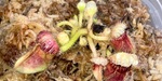 セファロタス成長記録=2026/9月28日 #食虫植物 #icos #BGM #ボカロ #初音ミク
