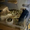 くろごまあん二世 130日目