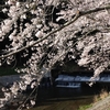 桜と神山川