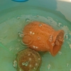 冬の危機管理 しっかり逃げる金魚