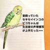 My Budgerigar’s vocal mimicry