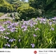 卯辰山花菖蒲園（後編）