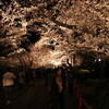 王子公園の夜桜