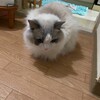 遅くまで僕の帰りを待っていてくれたふくちゃん