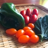 プランター栽培のミニトマト、ピーマン、大葉を収穫！／初心者の家庭菜園日記