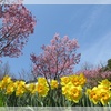 陽光桜と江戸彼岸桜