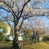 青空と桜