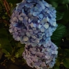 道すがらの紫陽花…
