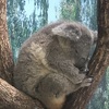 平川動物公園（鹿児島市）　【コアラや、ホワイトタイガーのいる動物園】