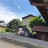 日帰り福岡旅行「猫の島  相島へ」from 名古屋