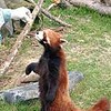 釧路のレッサーパンダも立てた、でも３秒