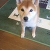 本日いと子さん1歳になりました！！！