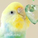 おすすめの保温方法は 大切なインコを守る安全なケージのあたため方 R U K U E R U