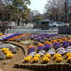 近隣の「南河原公園」で見事な「モモの花」見物！！（１）