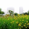 霧の中の黄色の花と桃色の花