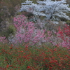 花見山公園開花状況2018（2018/4/8）