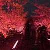 夜桜も堪能しました。今帰仁城跡桜ライトアップ