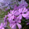  紫の芝桜