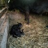 母牛みわが謎の呼吸音後に死亡