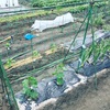 【市民農園で野菜作り！】5月レポート！植え付けラッシュ！