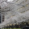 広尾恵比寿近辺の明治通りの桜も満開になりました！