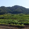 南瓜畑と田植えしてから23日目の稲