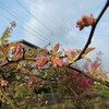 4月の花　Ⅵ