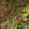 4月14日　ウスバキチョウ撮影プラン登場！