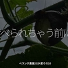 2451食目「食べられちゃう前に！」ベランダ農園2024夏その10